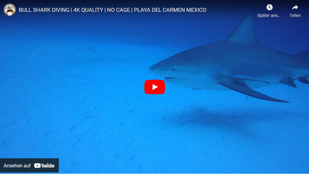 Tauchen mit Bullhaien 4K Video